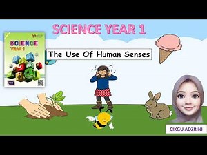 The Use Of Human Senses Science Year 1