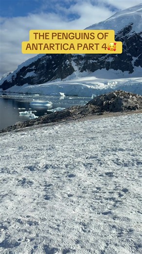 Exploring the Beautiful Penguins of Antarctica
