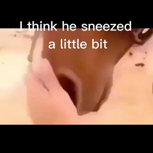 Funny Horse Sneezing: A Cute Barn Moment