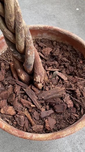 Reviving a Dying Money Tree: Care Tips and Rescue Guide