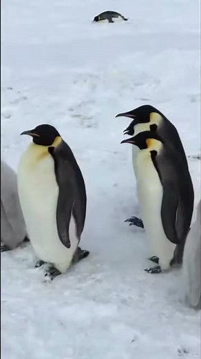 Emperor Penguin Chicks
