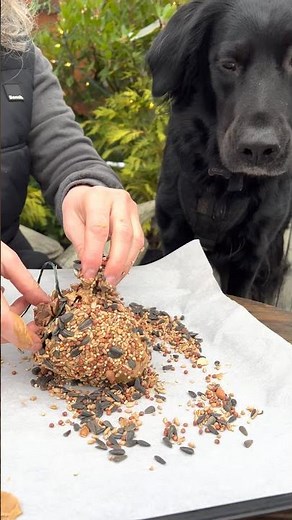 How To: Feed The Birds With Peanut Butter Seed Pinecone