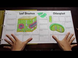 Big Leaf and Chloroplast Foldable by Tangstar Science