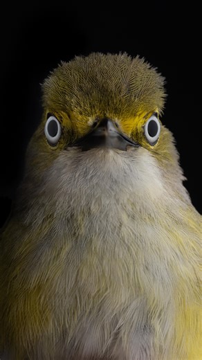 Have you ever really looked at a bird’s beak? The shape of a beak can tell you a lot about what a bird eats and how it survives. Thick, sturdy beaks are built for cracking seeds and nuts, while thin, pointed beaks are perfect for picking insects from leaves, bark, or even midair. Hooked beaks are designed for tearing food, a trait common in birds of prey. Some beaks are longer or slightly curved, helping birds probe into soil, flowers, or tree crevices for food. Every beak is shaped by what that