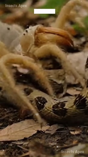 The massive Sun Spider endures a venomous Viper strike in an epic stand-off for the forest floor. Survival demands total domination. #sunspider #viper #arachnid #natureclash #wildlifedrama ⚙️ AI-generated nature dramatization — no real creatures involved. | Insects Apex
