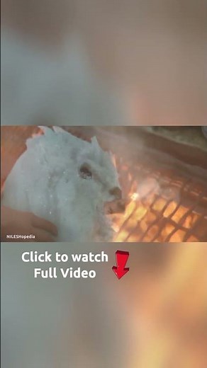 Red one movie review