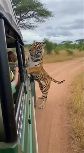 Tiger Launches at Jeep — Tourists Screaming in Panic!