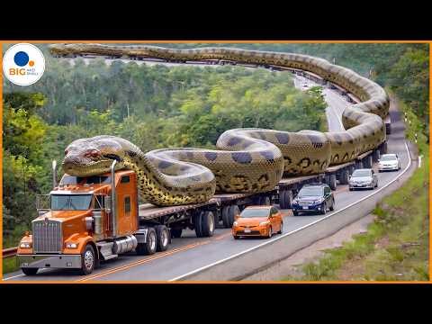 Top 10 Biggest Snake In The World | Huge Rock Python In A Tree