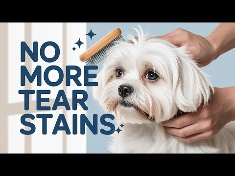 How to Care for a Maltese Dog: Complete Beginner’s Guide