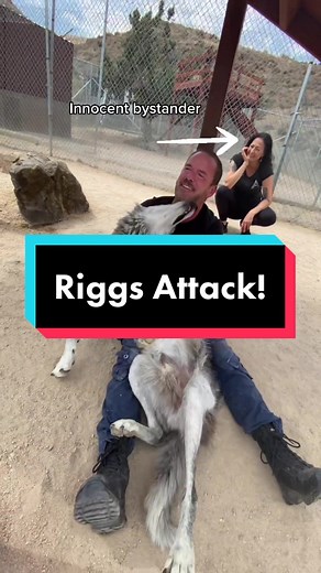 Rub the Belly or Face the Wrath of a Wolf!