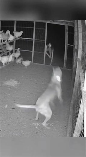 Brave Guard Dog Protects Farm from Terrifying Skinny Creature at Night