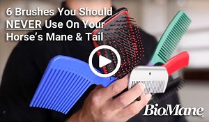 2.6K views · 25 reactions | STOP using these brushes on your horse's mane & tail. We implore you! Watch our latest video about "6 Brushes You Should NEVER Use on Your Horse's Mane & Tail" Go to biomane.com/news/brushes-you-should-never-use-on-your-horses-mane-and-tail #maneandtail #biomane #monthofmane #horse #horsemane | BioMane Products | Facebook