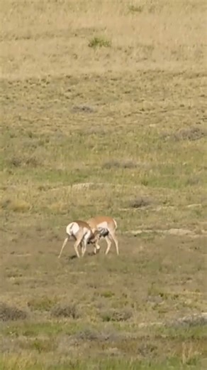 Two beautiful buck Antelope. #montana #hunting #antelope #antelopehunting