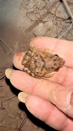 Just catching frogs jumping funny funny 😂🤣😛😝😜🤪😋