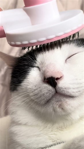 頭をかいてもらうねこ太