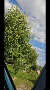 Locusts are loud | Joshua Lee Cox