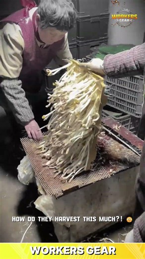 Efficient Mushroom Harvesting Tool for Cutting and Cleaning in High-Volume Farming