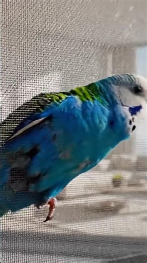 High-Rise Parakeet Rescue: A Tiny Hero Story