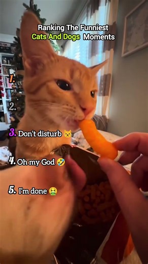 Ranking The Funniest Cats vs Dogs Moments!