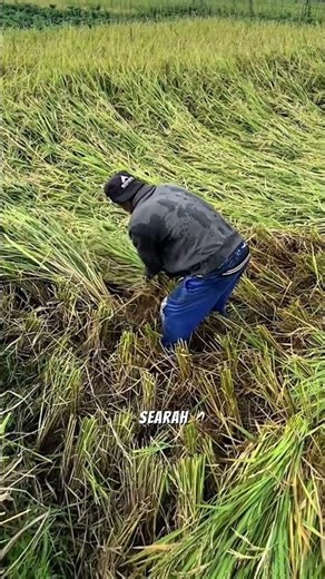 Just found out! This is the purpose of farmers laying down rice before harvest #agriculture #rice...