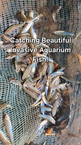 686K views · 8.3K reactions | Catching beautiful colored invasive aquarium fish in the shallow stream. #aquascapingnegros | Aquascaping Negros | Facebook