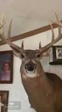 Funny Talking deer