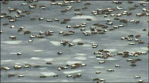 Surprise walrus attack filmed
