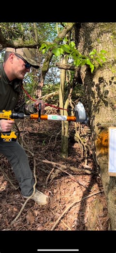 1.1M views · 10K reactions | You don’t have to worry about getting herbicide on you or any surrounding plants with this method! I think this could work really well for targeting invasive species! #nativehabitatproject #invasivespecies #conservation #forestmanagement | Native Habitat Project | Facebook