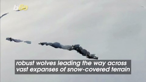 Drone Captures Majestic Wolves Forging Snow Tunnels