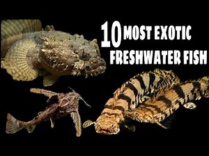 10 Most Exotic Freshwater Fish For Your Aquarium ( Part 2 )