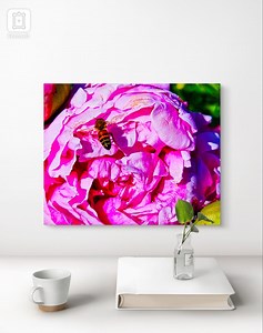 Western Honey Bee Flying Above Pink Peony Flower Blossom Photograph Print - Etsy Canada