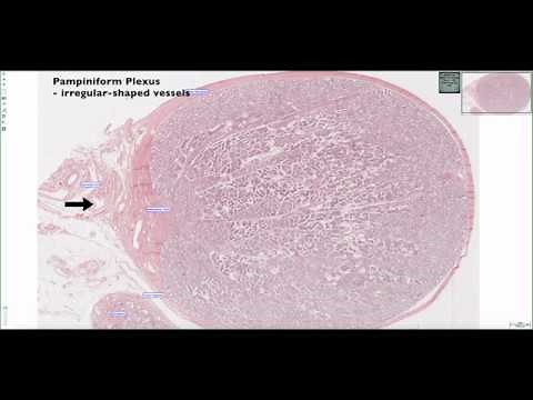Histological Structure of the Testis 4K