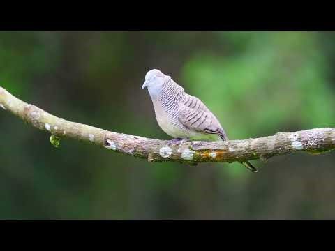 Zebra dove songs and vocalizations! (Geopelia striata) ~ WFC