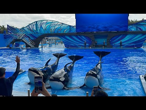Dining with the Orcas (special show) at SeaWorld Orlando