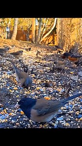 Juncos Have Little Pink Legs and Beaks so cute ! 🥰✨️✨️✨️✨️🌞 #juncos #gardenbirds #nature | Ann Laforest
