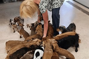 'Pet Pals TV': The Grateful Rescue