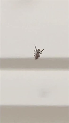 [鋏角類 Chelicerata] (蜘蛛の狩リ Spider Hunting) #spider #spiderhunting #wildlife