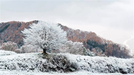 おはようございます。麓まで雪が降り、野平の一本桜は満開の雪の花。美しい風景に安らぎました。 | 白馬村