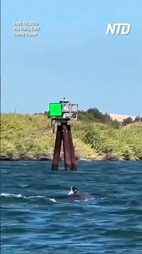 Humpback Whale Spotted 60 Miles Inland in California
