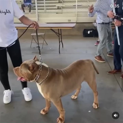 XL American Bully: Height Requirement and Wicket Measurement