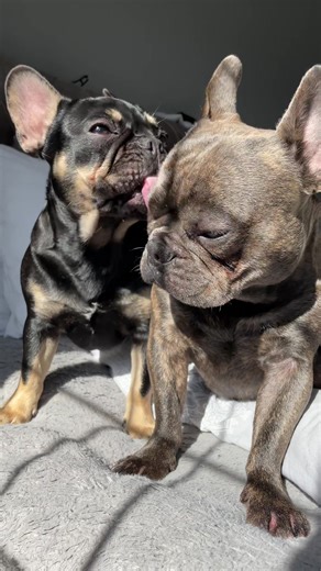 In Loving Memory of Merlin: A Soulful Tribute