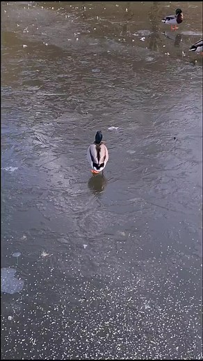 Ducks Playing on Frozen Pond: Nature's Serenity