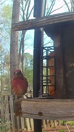Backyard Feeder Showdown: Finch vs Cardinal