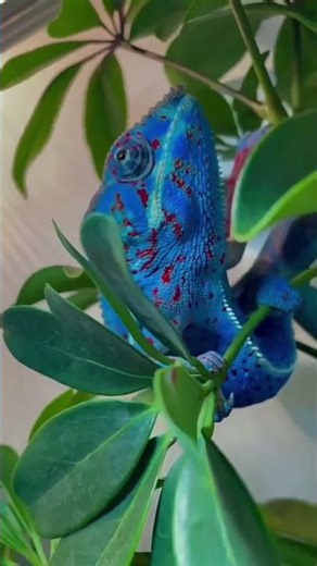 Girgit Ka Colour Change Secret ! Science That Will Shock You😇 #youtubeshorts #animalfacts #shots