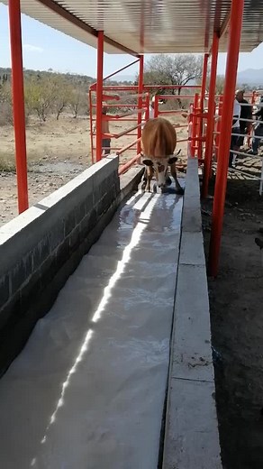 Cattle Washing Process in Arid Landscape