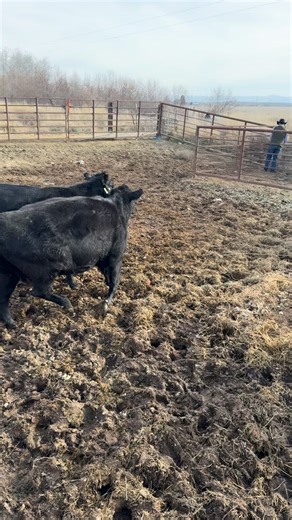 Loading cattle with Gina. Gina is by Bear and out of Randy Burns Molly. Cattle load a lot better once they have been educated to a dog. #bigbendtrailers #bordercollie #bordercolliesofinstagram | Satus Stockdogs & Livestock LLC