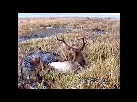 Lost Trail Refuge Elk Rescue