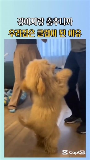 강아지랑 춤췄더니 집이 클럽이 됐어요 #강아지 #댕댕이 #강아지춤 #댄스파티 #반려견
