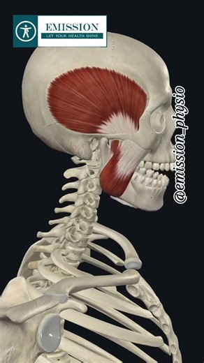Masseter muscle #emission #anatomy #physicaltherapy #learning