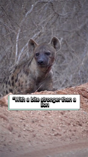The Truth About Laughing Hyenas 🫢